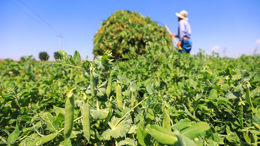 河北省唐山市灤南縣宋道口鎮(zhèn)崔董各莊村農(nóng)民在田間收獲豌豆。張永新攝