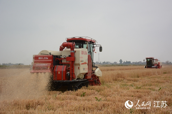 5月下旬，勝利圩高標(biāo)準(zhǔn)農(nóng)田內(nèi)，大型收割機(jī)作業(yè)。韋東寧攝
