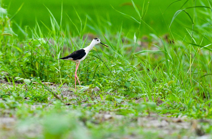 生態(tài)綠屏修復(fù)完成，吸引眾多野生動(dòng)物在此棲息繁衍。翟鑫彬攝