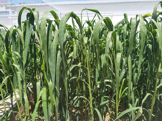 河北省張家口農(nóng)科院試驗田中的“張雜谷”正在茂盛生長。 受訪者供圖