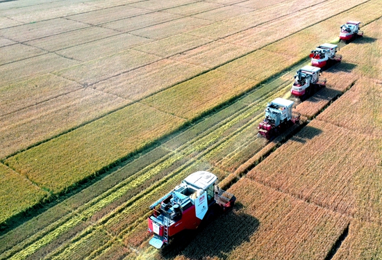 今年6月，河北省衡水市阜城縣碼頭鎮(zhèn)戈家墳村的麥田里，大型聯(lián)合收割機(jī)“組團(tuán)”作業(yè)。 苗鳳強(qiáng)攝