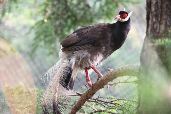 小五臺山國家級自然保護區(qū)繁育基地中的褐馬雞。姚偉強攝