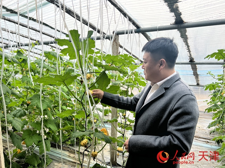 西青區(qū)辛口鎮(zhèn)大杜莊村黨總支書記、村委會主任畢紅鴿介紹當(dāng)下大棚里種植的造型奇特的文玩葫蘆。  人民網(wǎng) 孫翼飛攝