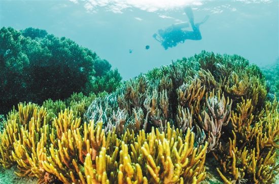 在三亞蜈支洲島附近海域，游客在體驗(yàn)海底美景。 本報(bào)記者 武威 通訊員 韋尚婷 攝