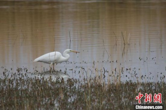圖為大白鷺。可魯克湖-托素湖自然保護(hù)區(qū)服務(wù)中心供圖 　　