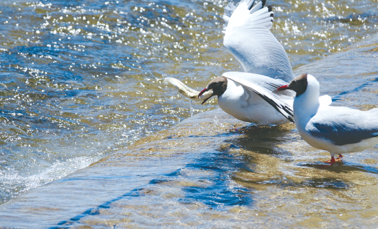 湟魚盛宴。