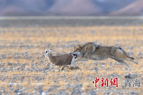 圖為獲獎(jiǎng)作品。同海元供圖