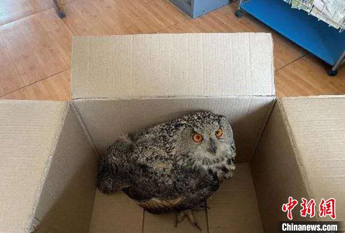 圖為青海省西寧市大通縣公安局森林警察大隊民警救助的國家二級保護野生動物——雕鸮?！∏嗪Ｊ」矎d森林警察總隊供圖 攝