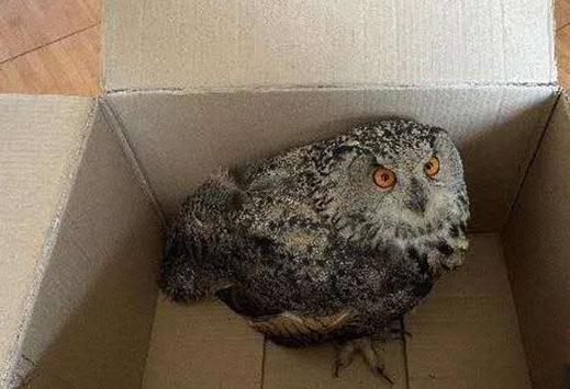 圖為青海省西寧市大通縣公安局森林警察大隊(duì)民警救助的國家二級保護(hù)野生動(dòng)物——雕鸮?！∏嗪Ｊ」矎d森林警察總隊(duì)供圖 攝