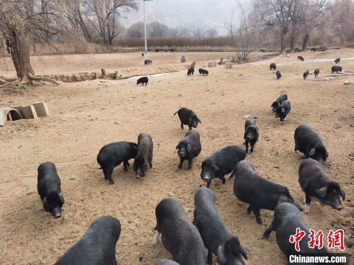 圖為藏香豬?！∑钤鲚?攝