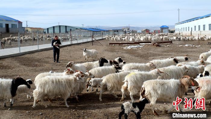 圖為馬金山查看羊羔長勢?！±铍h 攝