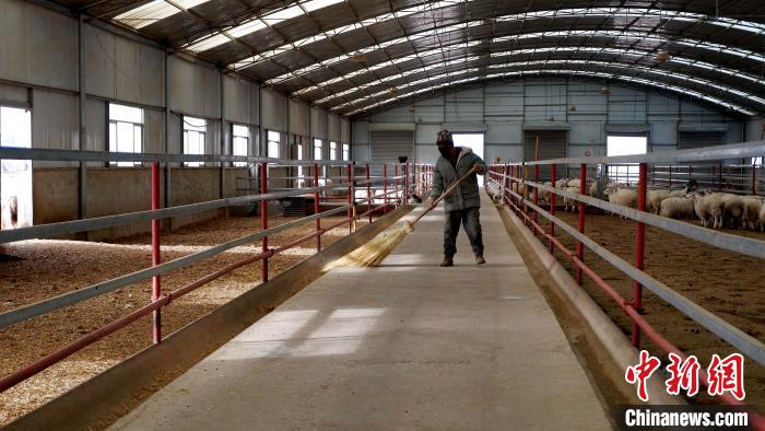 圖為放牧員扎布拉正在打掃羊棚衛(wèi)生?！±铍h 攝