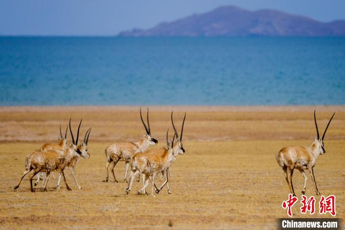 圖為西藏藏羚羊在色林錯湖邊覓食，隨著保護措施的不斷加強，如今西藏藏羚羊種群數(shù)量獲得恢復性增長?！〗w波 攝