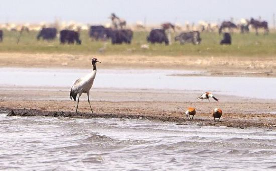  仙女灣一只黑頸鶴正在湖邊覓食。攝影：海東