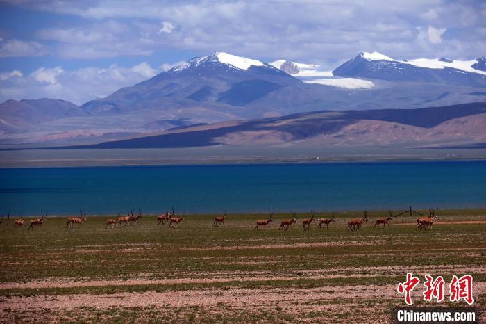 從317國(guó)道遠(yuǎn)眺達(dá)則錯(cuò)，湖岸藏羚羊與雪山美景令人矚目。　<a target='_blank' ><p  align=