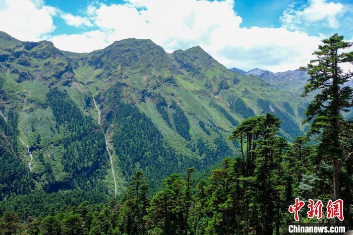圖為西藏玉麥鄉(xiāng)森林資源。(資料圖) 江飛波 攝