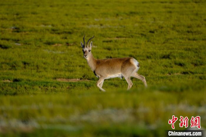 圖為西藏納木錯(cuò)湖邊的藏原羚休閑覓食?！〗w波 攝