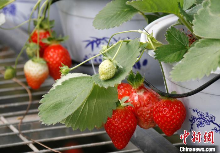 青?；ブ捍蛟烊珖?guó)最大高原草莓種苗繁育中心