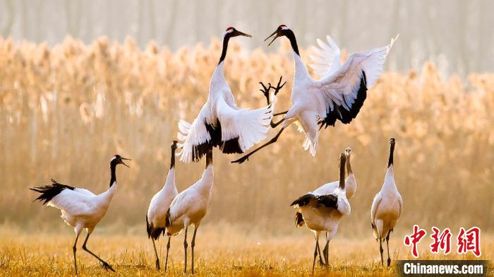 江蘇鹽城黃海濕地上的丹頂鶴?！←}城市委宣傳部供圖