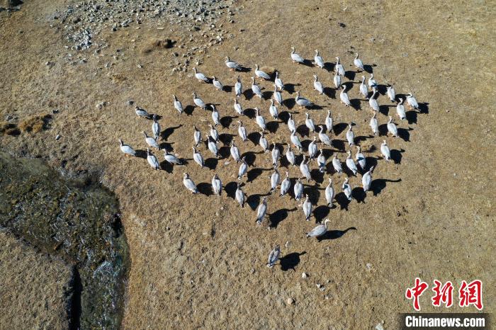 圖為拉薩市林周縣境內(nèi)越冬的候鳥?！∝暩聛硭?攝