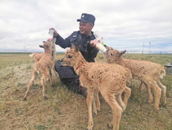  生命禁區(qū)的超級(jí)“奶爸”。