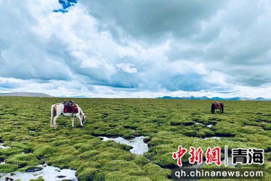 圖為長(zhǎng)江南源沼澤濕地。李江寧攝