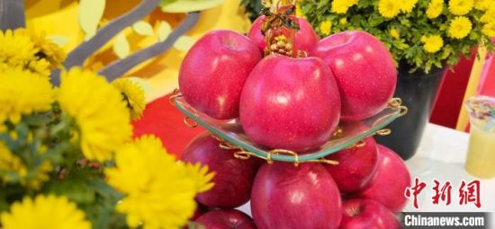 2021年10月15日，中國蘋果首屆產(chǎn)銷峰會暨甘肅平?jīng)龉焚Q(mào)易大會在平?jīng)鍪徐o寧縣開幕。(資料圖) 魏建軍 攝