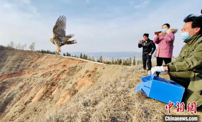 青海：救助、放歸四只國家二級保護(hù)野生動物