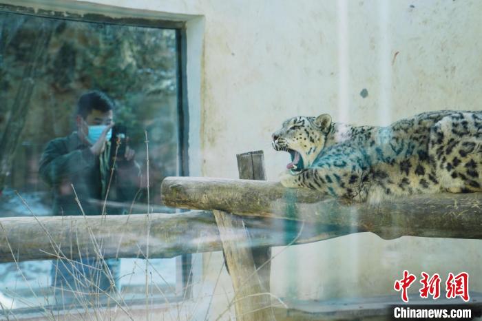 圖為雪豹“奶爸”史壽軍正在直播。　馬銘言 攝