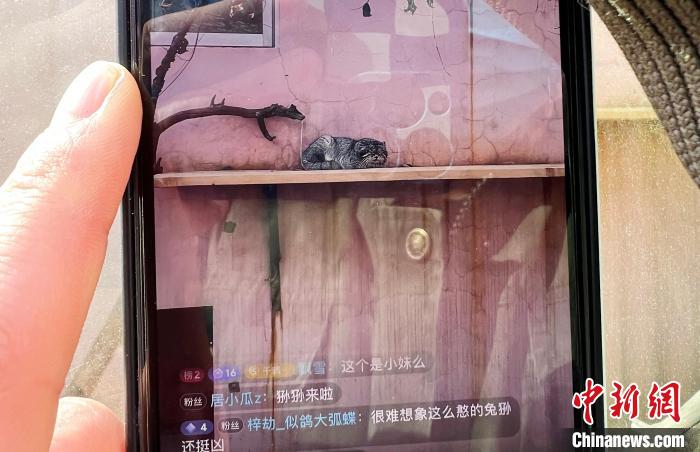 圖為雪豹“奶爸”史壽軍正在直播?！●R銘言 攝
