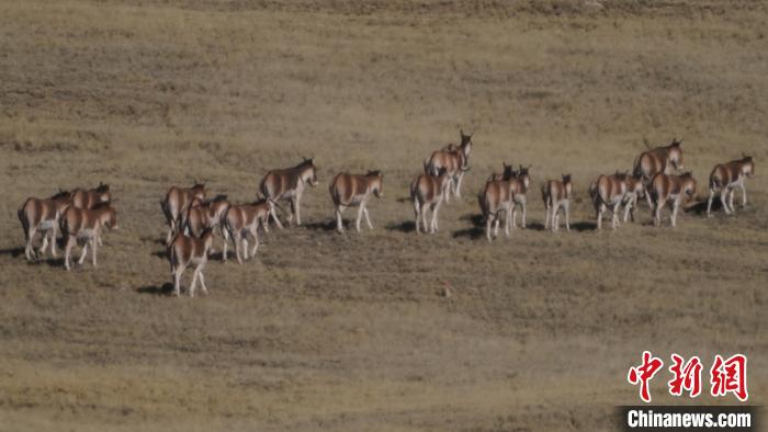 圖為草地上的西藏野驢?！“簿S斌 攝