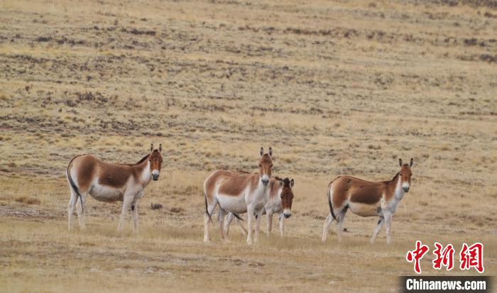 圖為草地上的西藏野驢?！“簿S斌 攝