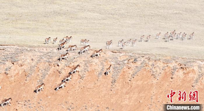 圖為西藏野驢奔跑在山間?！∥溲┓?攝