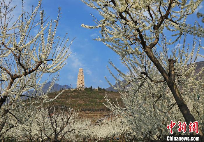 潔白的李花與碉樓交相輝映，勾勒出一幅美麗的和諧生態(tài)畫卷?！『吻搴?攝