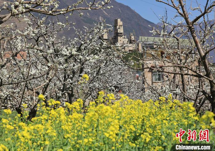 潔白的李花與村寨交相輝映，勾勒出一幅美麗的和諧生態(tài)畫卷。　何清海 攝