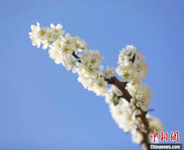 李花盛開?！『吻搴?攝