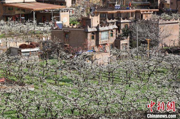 潔白的李花與村寨交相輝映，勾勒出一幅美麗的和諧生態(tài)畫卷。　何清海 攝