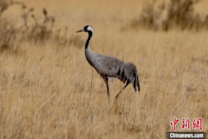 圖為灰鶴在青海海西蒙古族藏族自治州都蘭縣巴隆地區(qū)“閑庭漫步”?！?松太加 攝