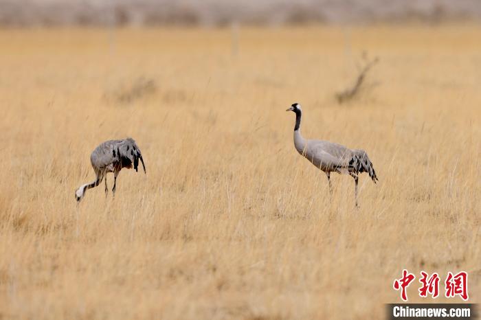 圖為灰鶴在青海海西蒙古族藏族自治州都蘭縣巴隆地區(qū)“閑庭漫步”?！?松太加 攝