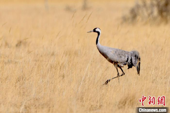 圖為灰鶴在青海海西蒙古族藏族自治州都蘭縣巴隆地區(qū)“閑庭漫步”?！?松太加 攝