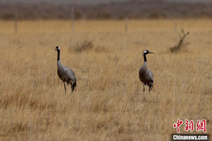 圖為灰鶴在青海海西蒙古族藏族自治州都蘭縣巴隆地區(qū)“閑庭漫步”?！?松太加 攝