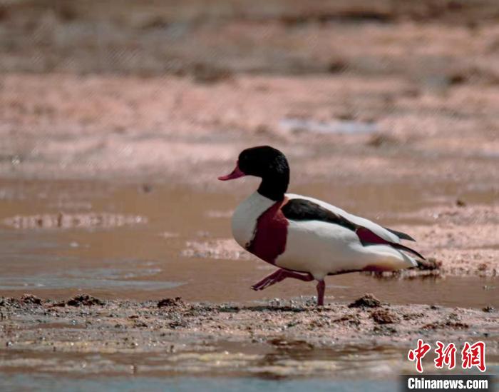 圖為翹鼻麻鴨?！」Π栽?攝