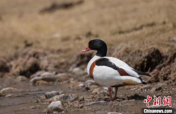 圖為翹鼻麻鴨?！」Π栽?攝