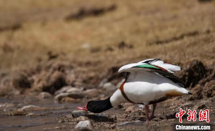 圖為翹鼻麻鴨?！」Π栽?攝