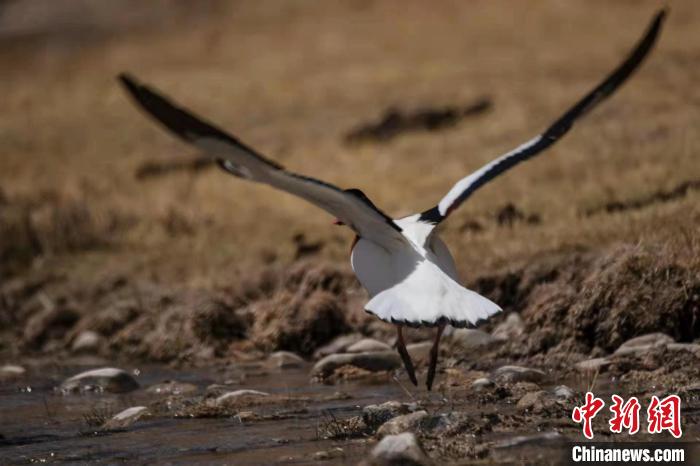 圖為騰飛的翹鼻麻鴨。　功霸扎西 攝