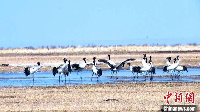 圖為成群的黑頸鶴“翩翩起舞”?！‘斨?攝