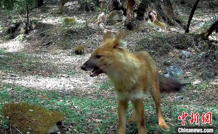 青?；ブ鄙搅謪^(qū)首次記錄到豺活動影像