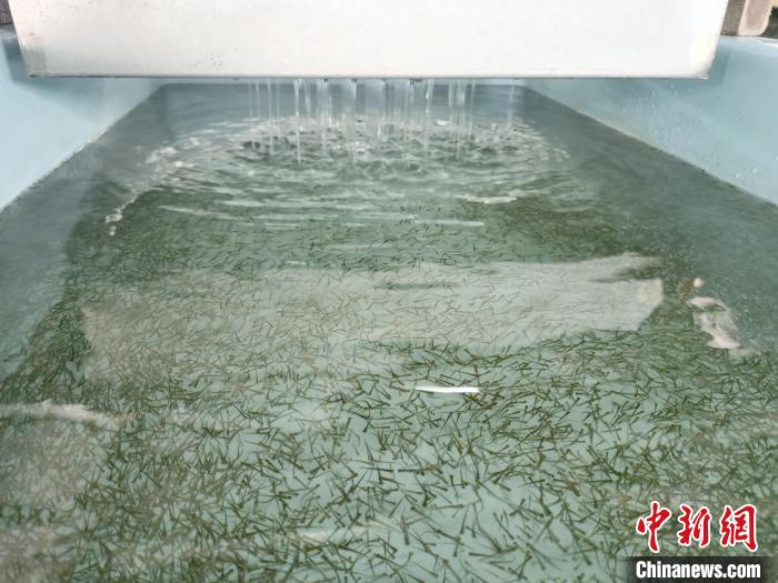 圖為正在育苗。　張?zhí)砀?攝