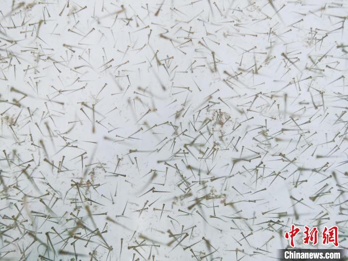 圖為魚苗?！?zhí)砀?攝