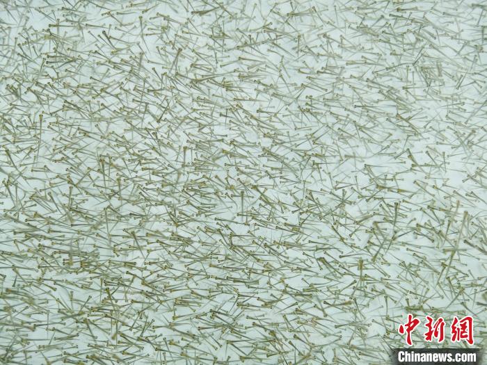 圖為密集培育的魚苗?！?zhí)砀?攝